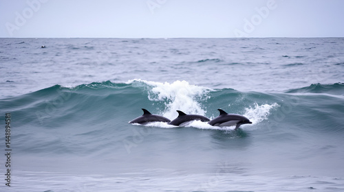 Hectors dolphins, surfing in Porpoise Bay, The Catlins, New Zealand.