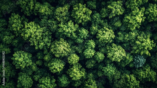 Lush Green Forest Canopy Top View Aerial Perspective Dense Woodland with Leafy Tree Crowns at Daytime