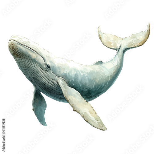 Beluga Whale In Icy, watercolor vector, isolated on a white background.
