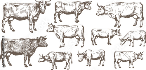 1. Large set of farm animals. Hand drawn big farm animals set. Livestock, cattle illustration. Animal grazing. .Vintage woodcut engraving style. Engraved domestic animal. Vector illustration