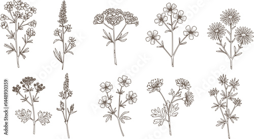 Wallpaper Mural Vintage Flowers and Plants. Hand Engraved Retro Botanical Line Artwork. Botanical Herbs Collection. Vector Set of Hand Drawn Summer Florals, Herbs, Weeds and Meadows. Vintage plants illustration. Torontodigital.ca