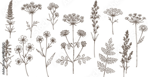 Vintage Flowers and Plants. Hand Engraved Retro Botanical Line Artwork. Botanical Herbs Collection. Vector Set of Hand Drawn Summer Florals, Herbs, Weeds and Meadows. Vintage plants illustration.