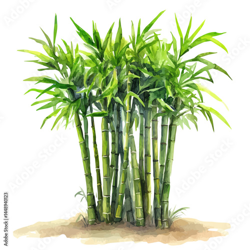 Bamboo Forest With Slender Stalks, watercolor vector, isolated on a white background.