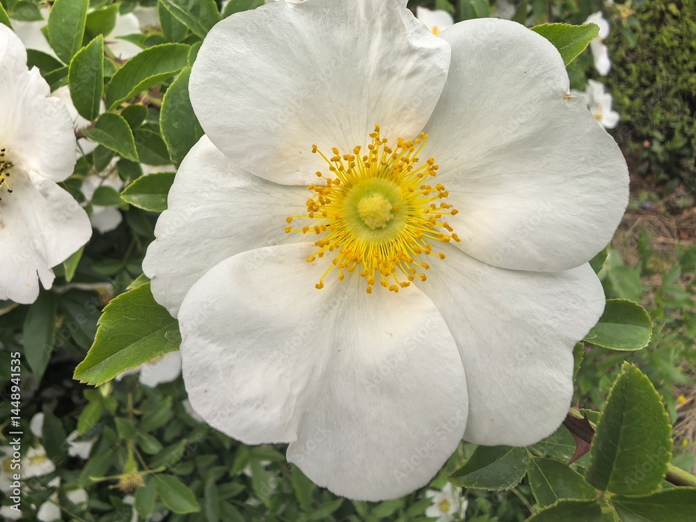 Obraz premium white rose flower