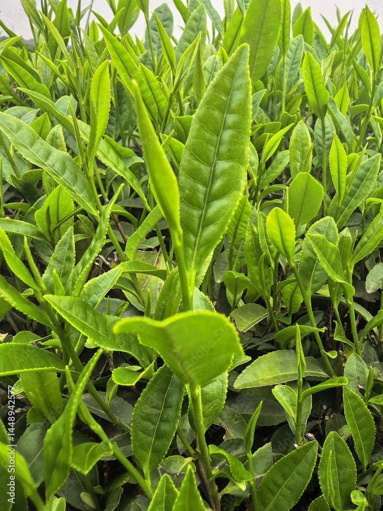 Fototapeta premium close up of green tea leaves 