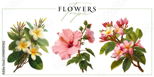 Tropic flowers isolated on a white background. Vintage painting style illustration.