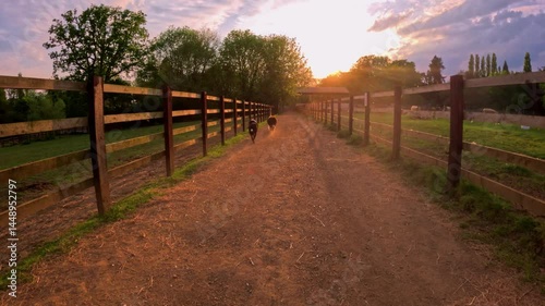 Border collie dogs on farm land sunset evening light playing with toys. 4k HDR walking England UK herding.