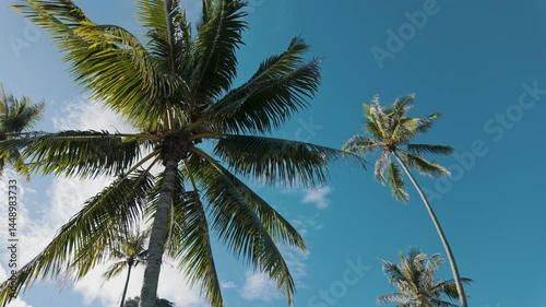 Wallpaper Mural Low angle shot of the palm tree under clear blue sky on a tropical beach in Tahiti on a sunny day Torontodigital.ca