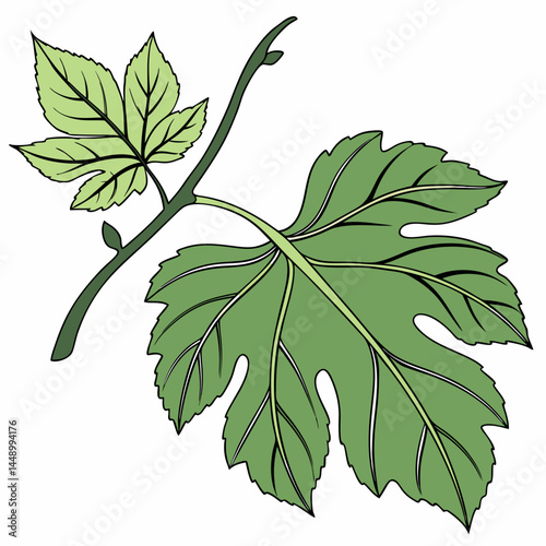 Branch With Fresh Green Fig Leaves Isolated On White Background