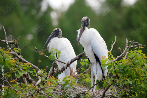 Pair of wood storks roosting in tree. 