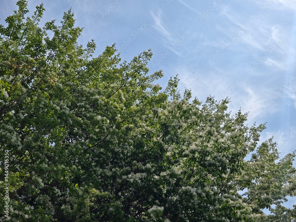 Fototapeta premium Clear sky and fresh flowers and trees