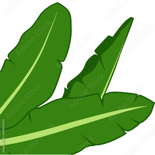 Banana Leaf Vector