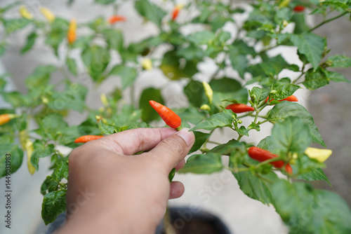 The Farmers are picking ripe red chilies