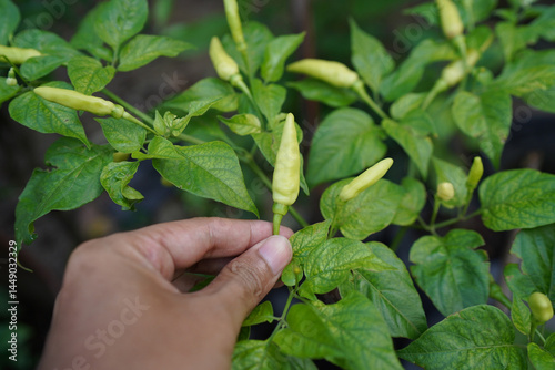 hand holding a chili plant