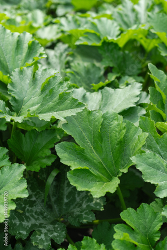 Zucchini plants in a garden