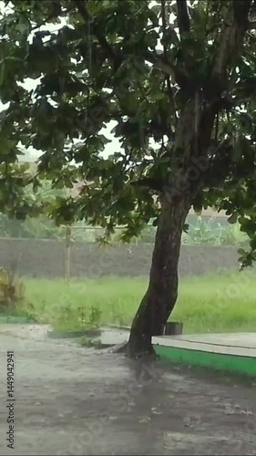 Heavy rain at the park with big tree