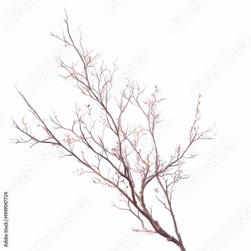 Dried Coral Branch on Dark Textured Transparent background