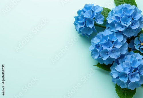 Blue hydrangea bouquet on mint green background with copy space
 photo