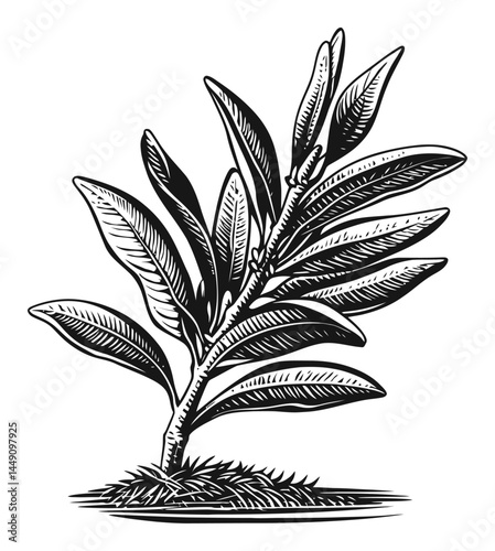 Detailed Engraving of a Leafy Plant with Intricate Leaves and Roots