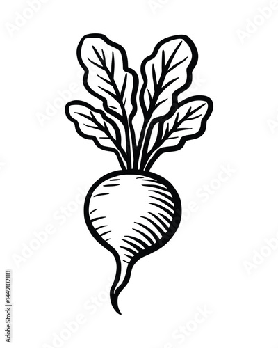 Hand Drawn Beetroot Illustration Fresh Root Vegetable