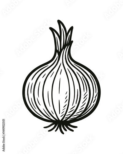 Hand Drawn Onion Illustration Fresh Vegetable Cooking