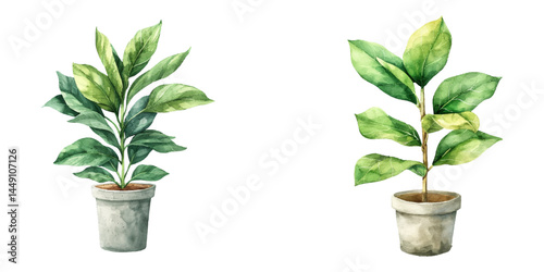 green houseplant in pot watercolor vector illustration