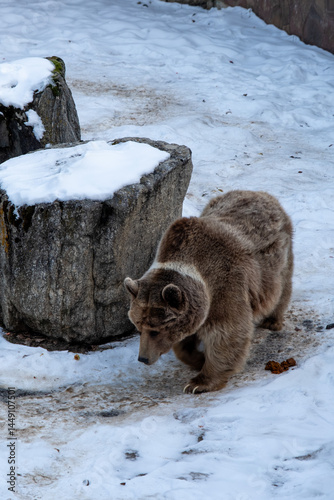 Approaching Brown Bear
