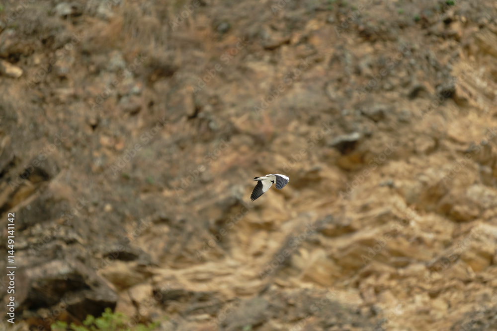 Bird in flight Bird in flight