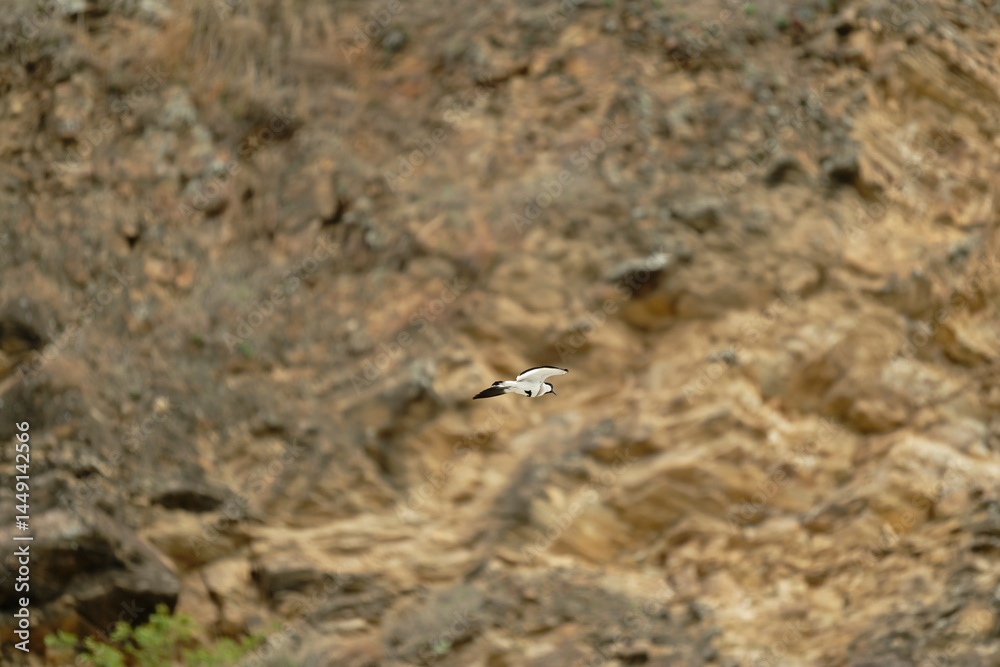 Bird in flight Bird in flight