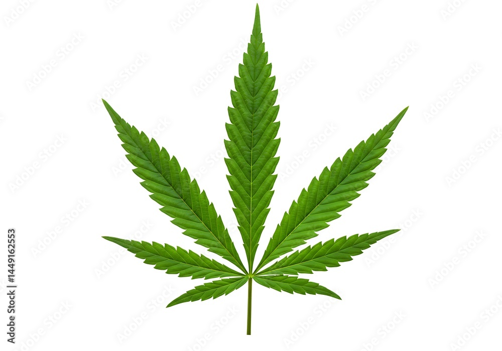 Isolated single green cannabis leaf with seven points on a white background in a centered composition Isolated single green cannabis leaf with seven points on a white background in a centered composition