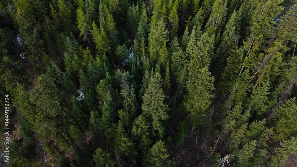 Aerial View of Lush Green Forest in Spring with patches of snow.
Aerial View of Lush Green Forest in Spring with patches of snow.