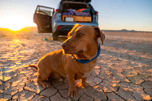 dog roadtrip  photo