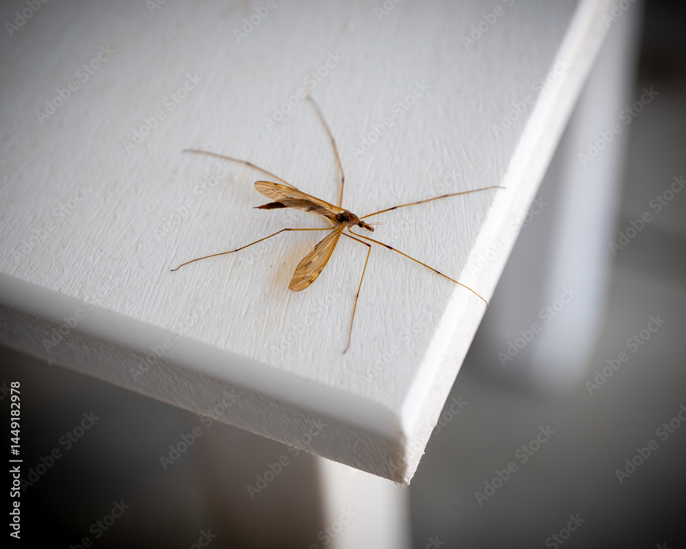 Common Crane Fly resting momentarily near the corner of a white table top.