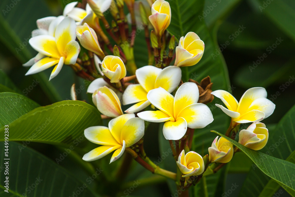 Fototapeta premium yellow plumeria flowers