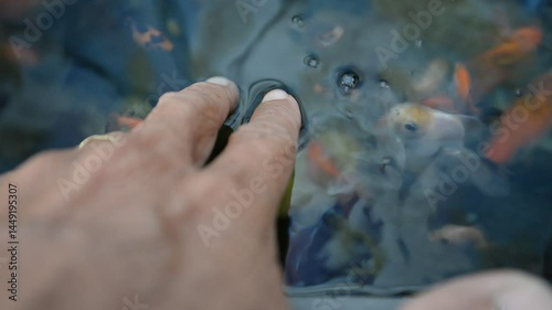 Pet fish waiting to be fed
