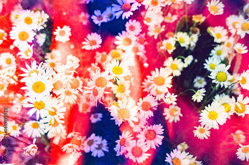 Psychedlic Colorful Film Photos of Daisies 