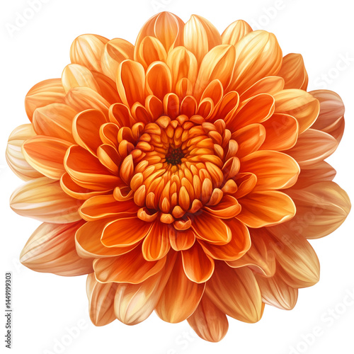 orange dahlia isolated on white   isolated on transparent background