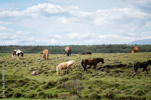 Horses grazing  photo