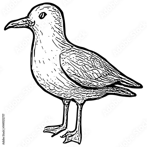 seagull