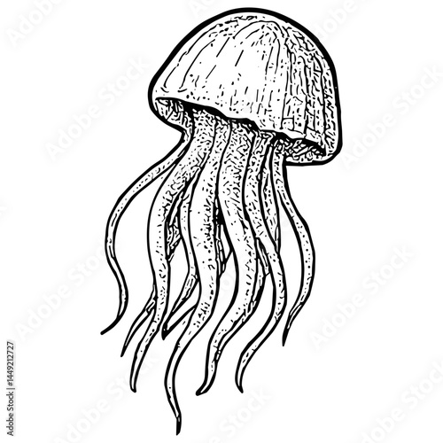 jellyfish