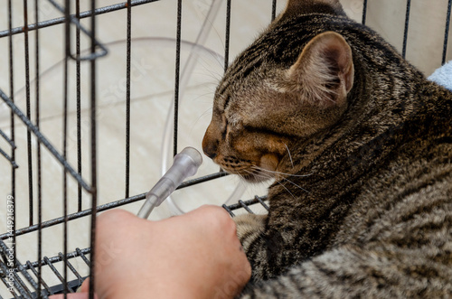 Veterinarian anaesthetising a cat photo