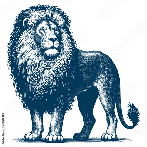lion vector illustration