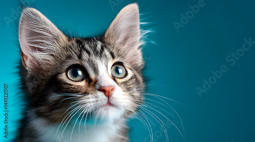 Adorable tabby kitten gazing curiously against a vibrant blue backdrop, showcasing its playful spirit