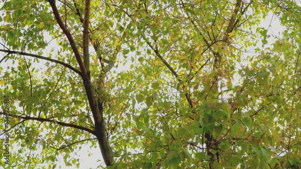 Enjoying a serene summer day under the fresh green trees with soft sunlight and gentle shadows in a natural setting Enjoying a serene summer day under the fresh green trees with soft sunlight and gentle shadows in a natural setting