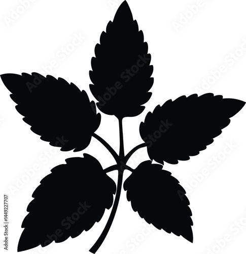 lemon balm herb silhouette vector on white 
