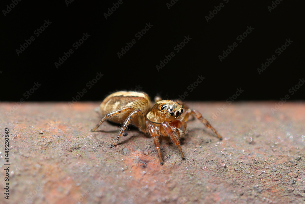 Fototapeta premium 錆びた手すりにかわいいデーニッツハエトリ蜘蛛のアップ（自然環境下マクロ撮影）