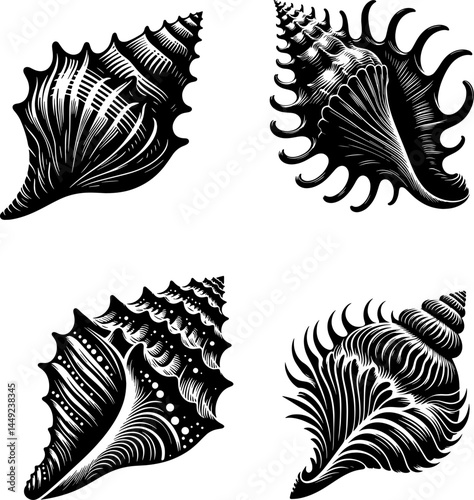 Seashell silhouette vector on white background in black and white 