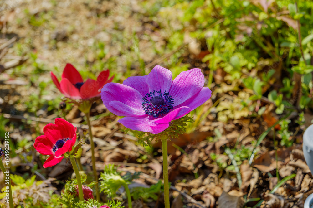陽光に咲くアネモネの花 陽光に咲くアネモネの花