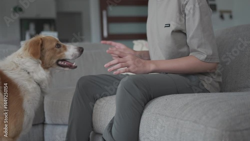 wheaten border collie puppy playing with preteen boy at home, family pet, positive mental health and wellness, pet therapy concept