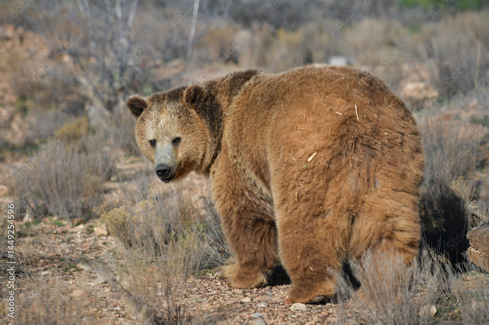 Obraz premium massive impressive formidable brown bear in an open meadow